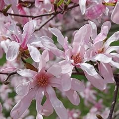 Magnolia leonard messel for sale  Delivered anywhere in UK