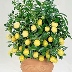 Lemon plant citrus for sale  Delivered anywhere in UK
