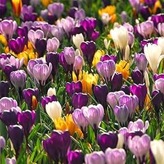 Bulbi crocus vernus usato  Spedito ovunque in Italia 