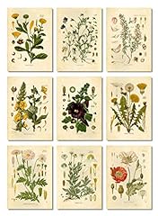 Ink Inc Botanical Prints Floral Wildflowers Wall Art for sale  Delivered anywhere in Canada