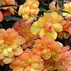 Begonia outdoor flower for sale  Delivered anywhere in Ireland