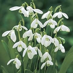 Snowdrops single galanthus for sale  Delivered anywhere in UK
