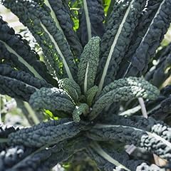 Premier seeds direct for sale  Delivered anywhere in UK
