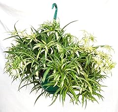 Hawaiian spider plant for sale  Delivered anywhere in USA 