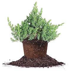 Perfect plants blue for sale  Delivered anywhere in USA 