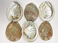 Green abalone sea for sale  Delivered anywhere in USA 