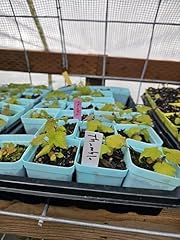 Pack live thimbleberry for sale  Delivered anywhere in USA 