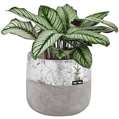 Kotarbau blumentopf keramik gebraucht kaufen  Wird an jeden Ort in Deutschland