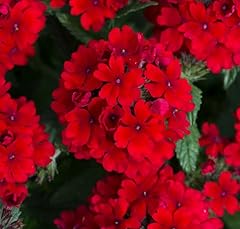 Pack trailing verbena for sale  Delivered anywhere in UK