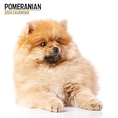 Pomeranian modern 2024 for sale  Delivered anywhere in Ireland