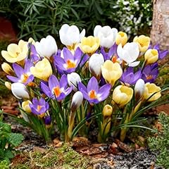 Crocus botanical mixed for sale  Delivered anywhere in UK