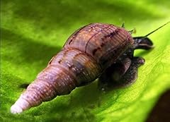 Malaysian trumpet snail for sale  Delivered anywhere in UK