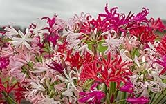 Nerine breeders mixed for sale  Delivered anywhere in UK
