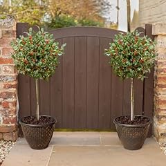 Yougarden pair holly for sale  Delivered anywhere in UK