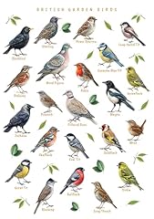 British garden birds for sale  Delivered anywhere in UK
