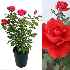 Rose bush love for sale  Delivered anywhere in UK