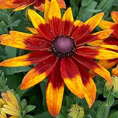 Rudbeckia sunbeckia mia for sale  Delivered anywhere in UK
