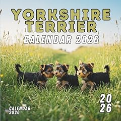 Yorkie puppy 2026 for sale  Delivered anywhere in UK