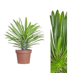 Madagaskarpalme 30cm pachypodi gebraucht kaufen  Wird an jeden Ort in Deutschland