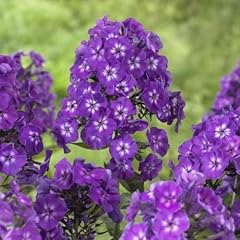 Phlox paniculata purple for sale  Delivered anywhere in USA 