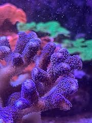 Coral decor aquarium for sale  Delivered anywhere in USA 