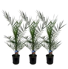 Trendyplants phoenix canariens d'occasion  Livré partout en France