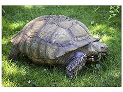 Broadleaf tortoise seed for sale  Delivered anywhere in USA 