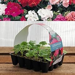 Plug plants geranium for sale  Delivered anywhere in UK