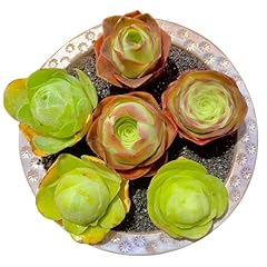Aeonium mountain pack for sale  Delivered anywhere in USA 