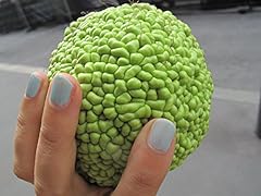 Osage orange seeds for sale  Delivered anywhere in USA 