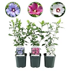 Greenboutiq sträucher hibiscu gebraucht kaufen  Wird an jeden Ort in Deutschland