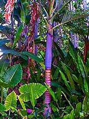 Purple king palm for sale  Delivered anywhere in USA 