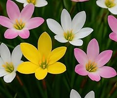 Rain lily mix for sale  Delivered anywhere in USA 