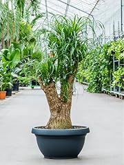 Fun grow seeds for sale  Delivered anywhere in USA 