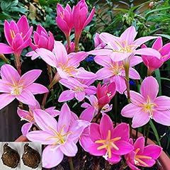 2pcs zephyranthes pink for sale  Delivered anywhere in USA 