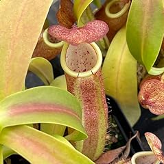 Nepenthes sanguinea pitcher for sale  Delivered anywhere in USA 