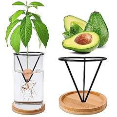 Bylion avocado tree for sale  Delivered anywhere in USA 