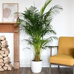 Areca dypsis palm for sale  Delivered anywhere in UK