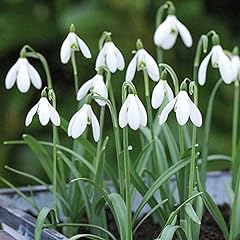 Snowdrop galanthus nivalis for sale  Delivered anywhere in UK