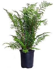 Athyrium filix femina for sale  Delivered anywhere in USA 