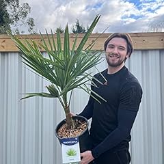 Trachycarpus fortunei palm for sale  Delivered anywhere in Ireland