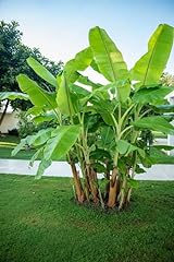 Darjeeling banana tree for sale  Delivered anywhere in USA 