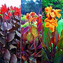Canna bulbs canna for sale  Delivered anywhere in UK
