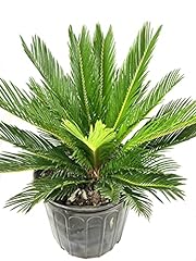 Sago palm live for sale  Delivered anywhere in USA 