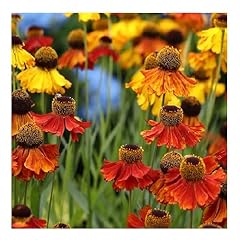 Helenium autumnale red for sale  Delivered anywhere in UK