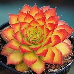 Yougarden sempervivum gold for sale  Delivered anywhere in UK