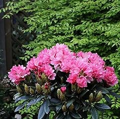 Hochstamm rhododendron clivia gebraucht kaufen  Wird an jeden Ort in Deutschland