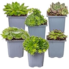 Bloomique 6er mix gebraucht kaufen  Wird an jeden Ort in Deutschland
