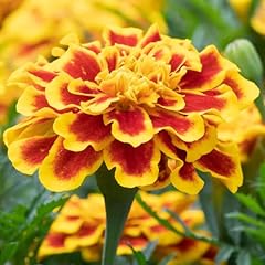 Carbeth plants marigold for sale  Delivered anywhere in UK