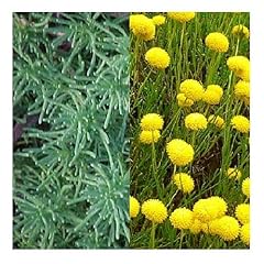 Santolina rosmarinifolia cotto for sale  Delivered anywhere in UK